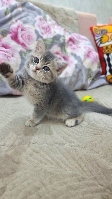 Шотландский котик скоттиш страйт.