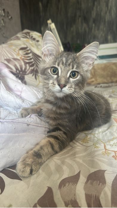 Котята Мейнкуны девочки!