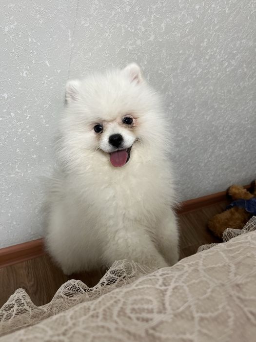 Щпиц немецкий мальчик