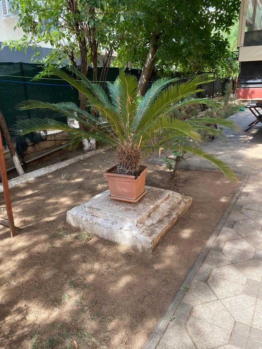 Vând urgent un palmier și două plante yucca.