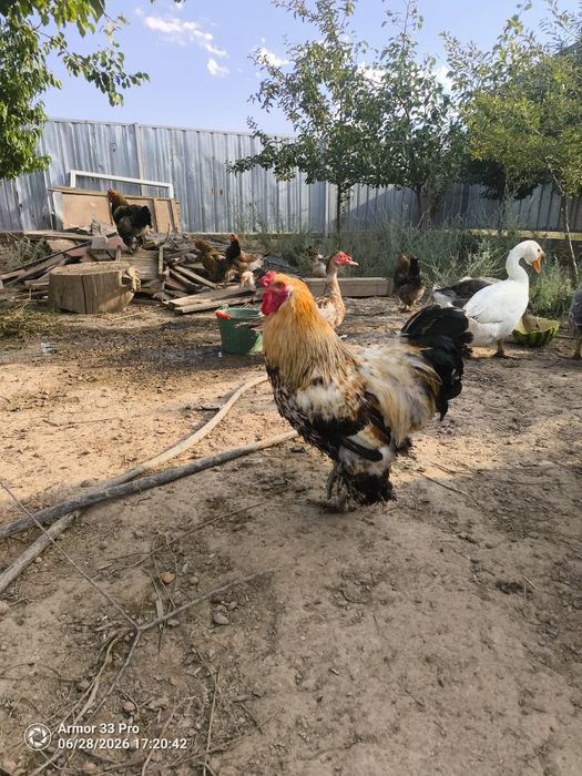 Продам молодых петухов