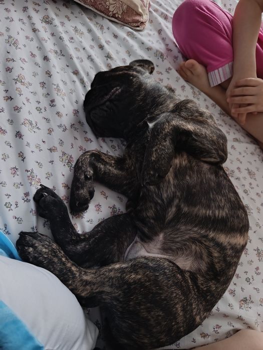 Французский бульдог