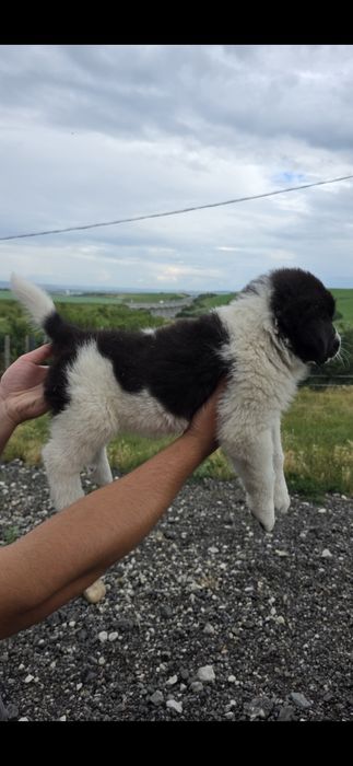 Donez pui Ciobănesc de Bucovina.