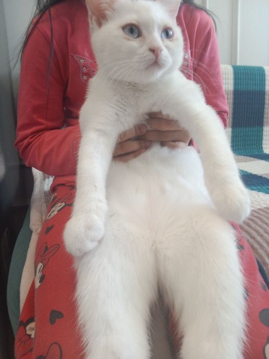 Кошка белая шотландская