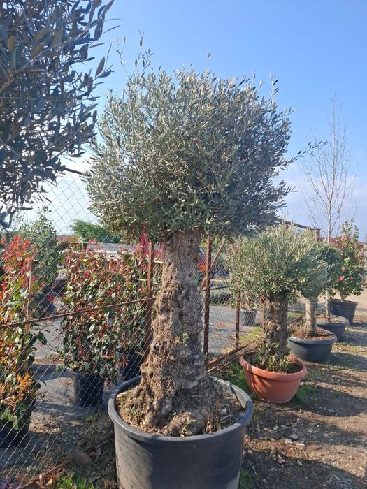 Vând plante  ornamentale