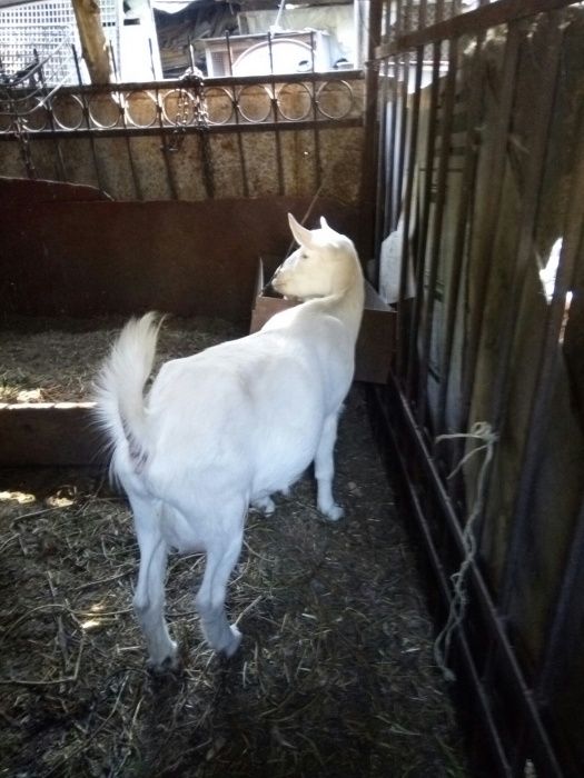 Коз  зааненских!