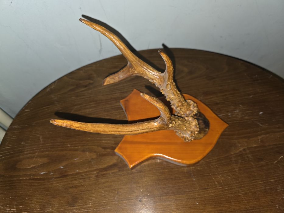 Panoplie coarne caprior