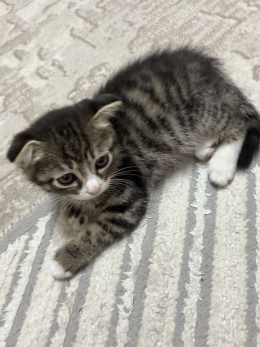 Котенок скотиш фолд