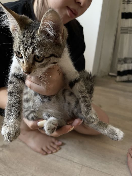 Котята сиамские смешанные