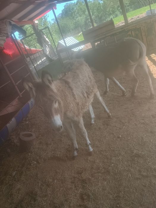 Vând măgăriță tânără