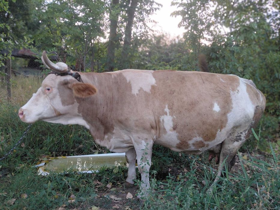 Vânzare vacă bălțată