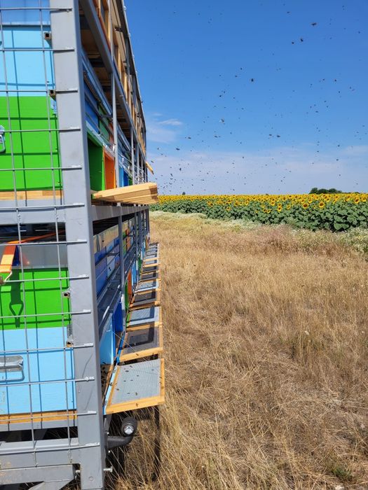 Miere 100% naturala si produse apicole