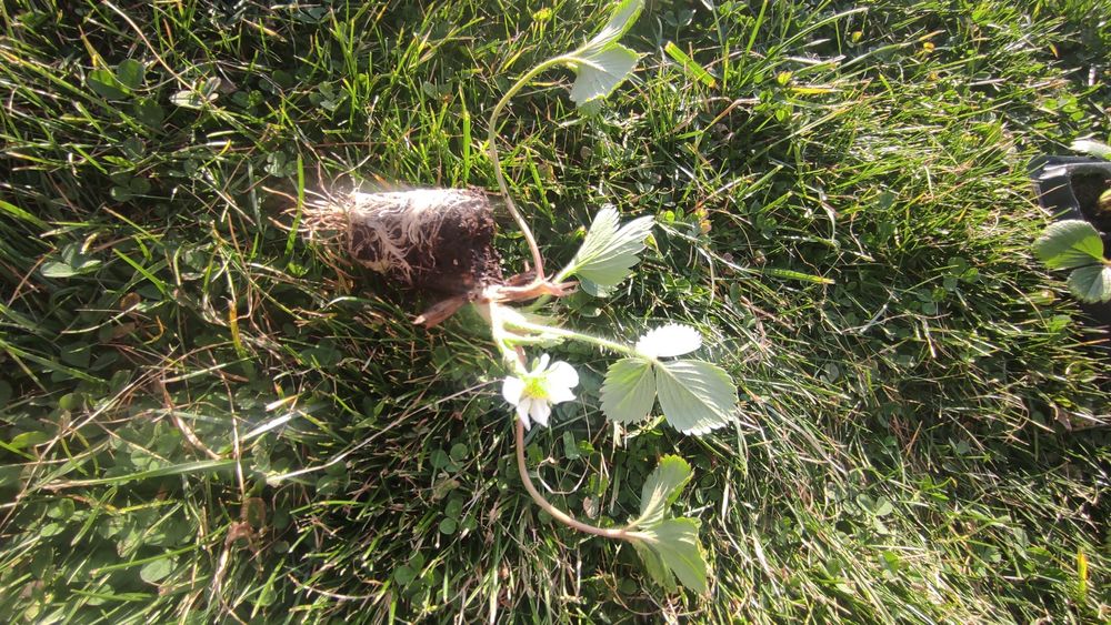 Предлагам разсад целогодишни ягоди сорт Албион