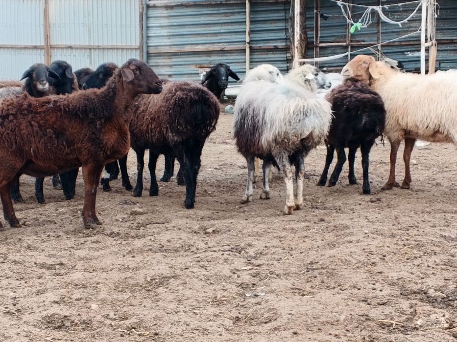 Ona bola boʻgʻoz qoʻylar sotiladi