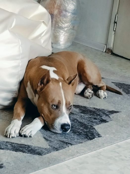 Шикарный кобель АМП ищет подругу