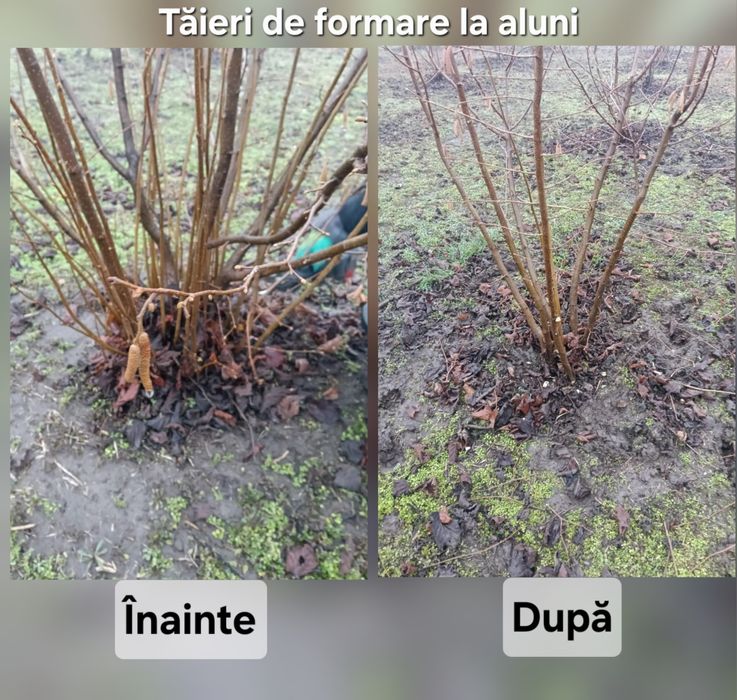 Executăm lucrari de taiere alun, nuc, formare si intretinere livezi