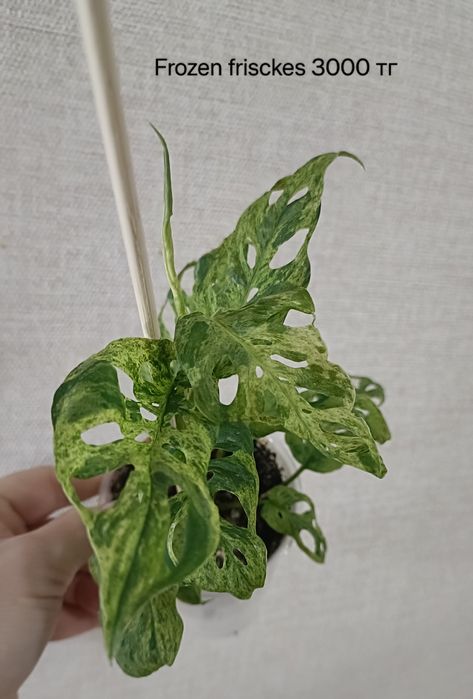 Алоказии, монстера адансони, спатифилум