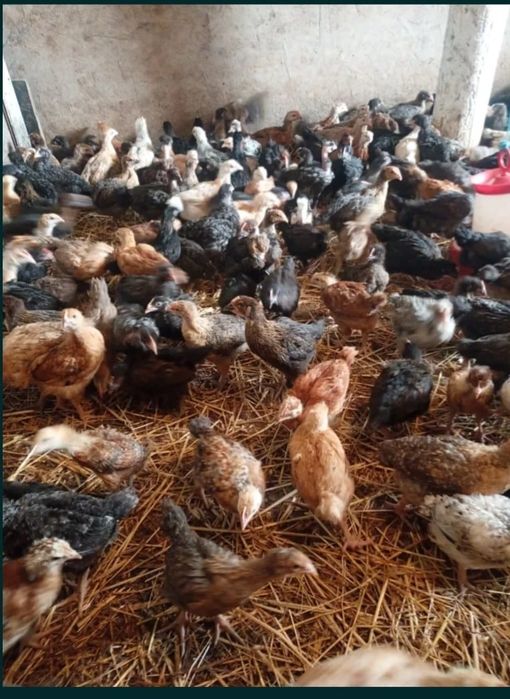 Pui alb de carne și rasa mixta