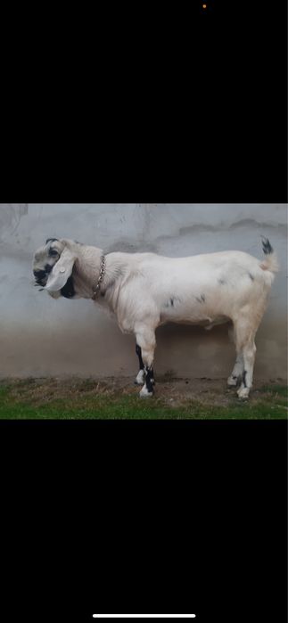 Tap anglonubian rasa pura