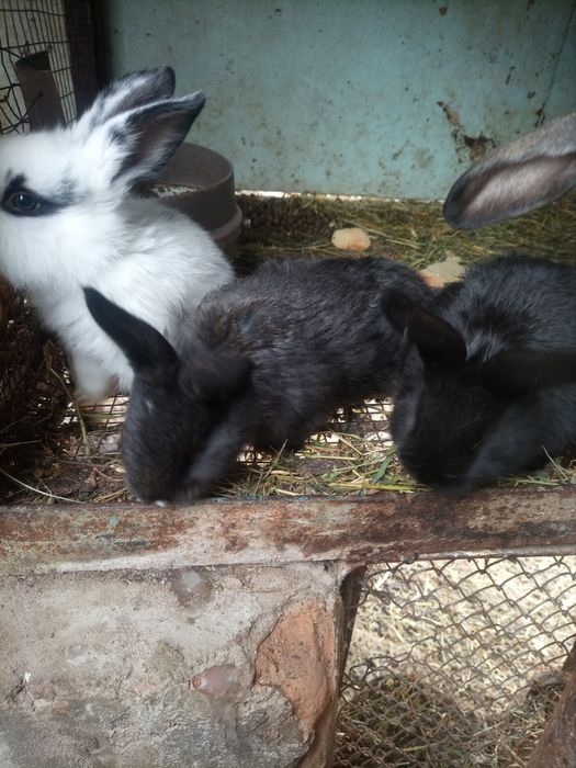 Кролики, кролики