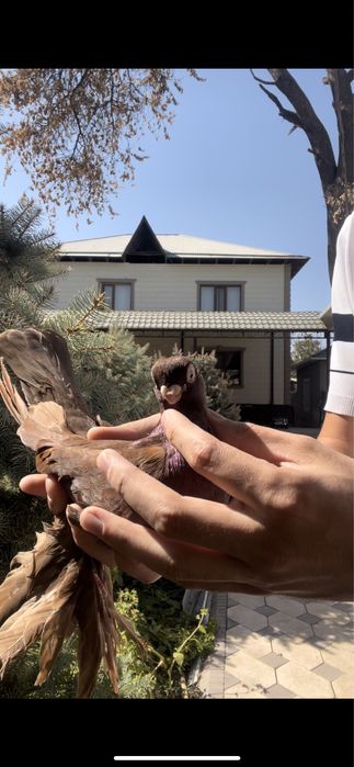 голубь красный молодой самец