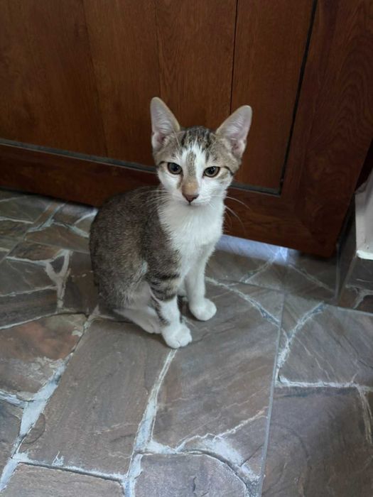 Подарявам котенца