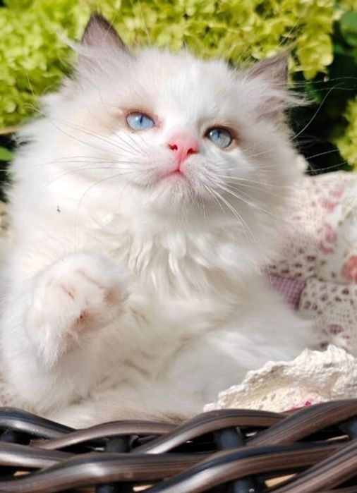 Регдоллы чистокровные