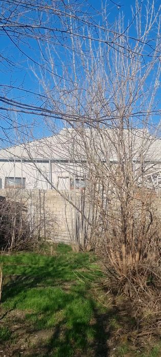 Отин , Otin tekinga, бесплатная дрова