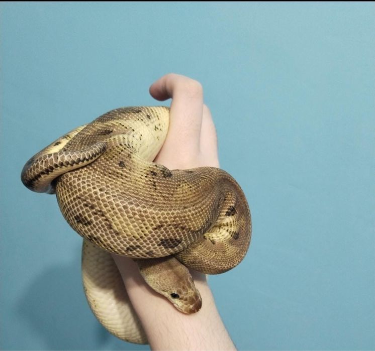 Королевский питон