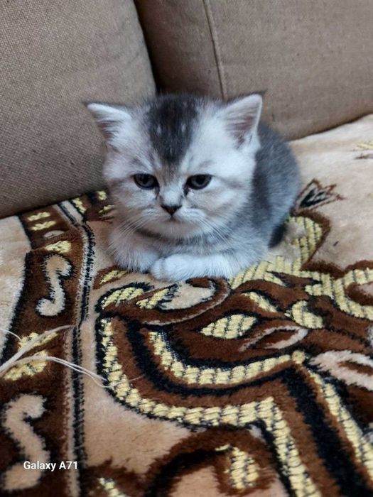 Продаётся котята!!Shinshilla mushuklar sotiladi!!!