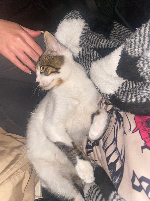 Подарявам мъжко коте