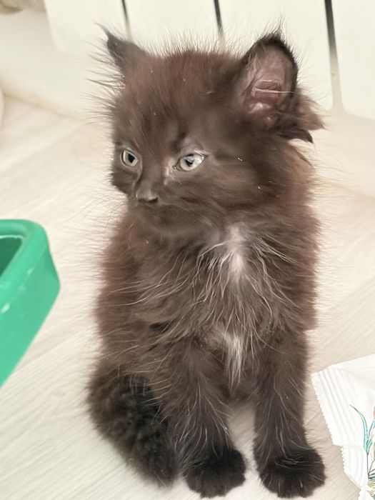 Котенок ищет дом