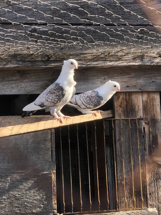 Vand porumbei de ornament !!!