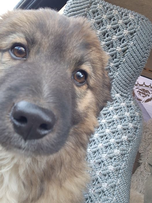 Маленький щенок ищет дом