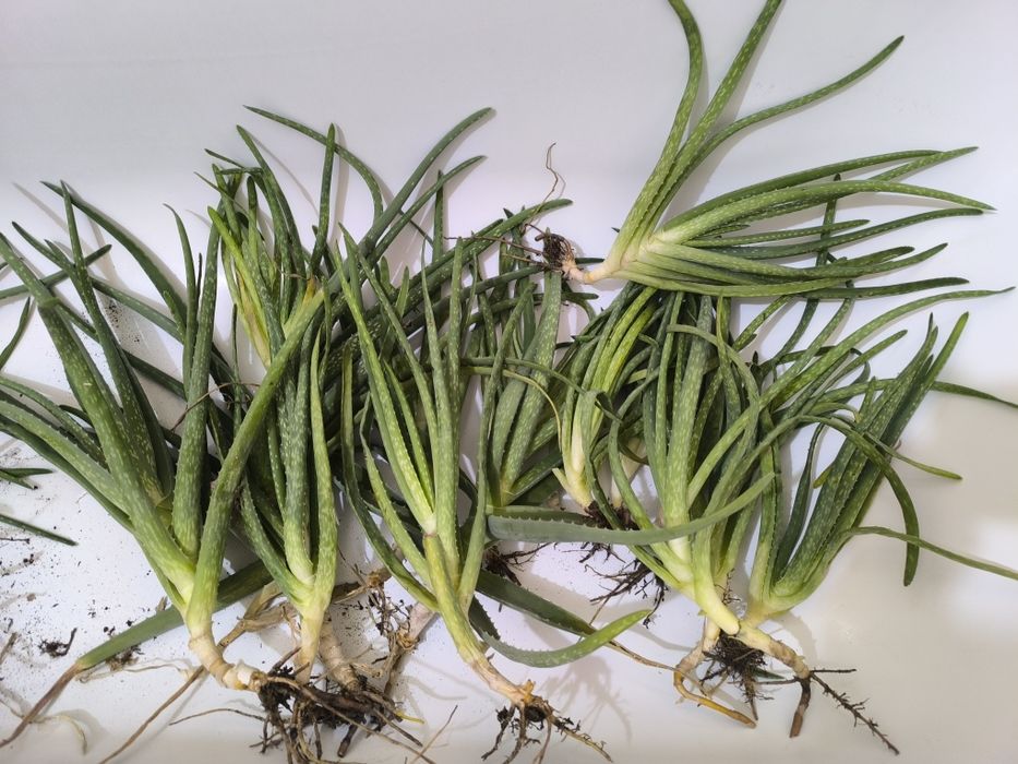 Отдам все алоэ за шоколатку