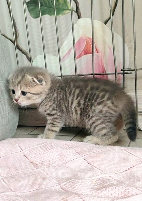 Бронь на вислоухий котяток!