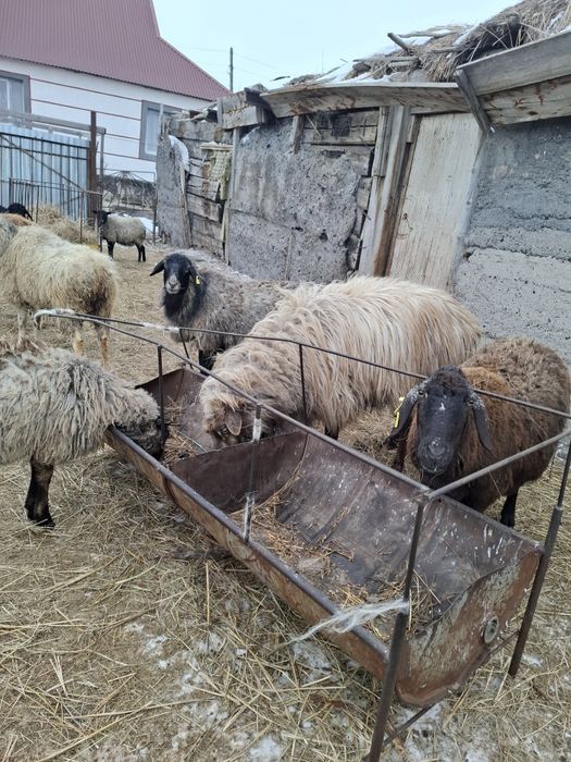 Қошқар сатылады Қарамұрын ауылы