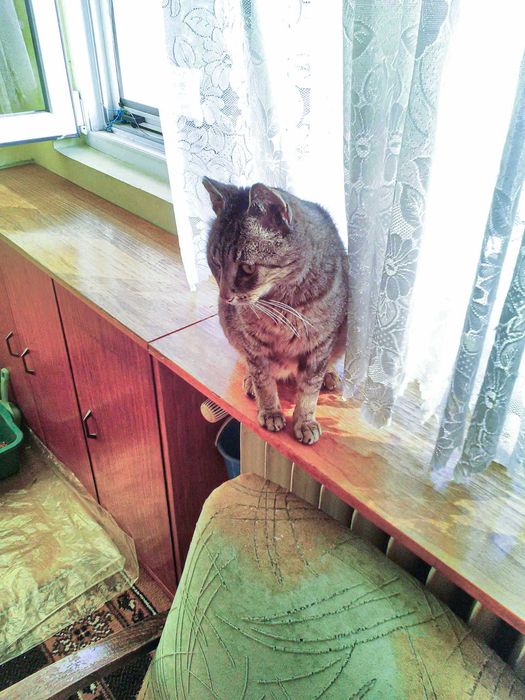 Дом= Шанс за живот за коте Сивчо