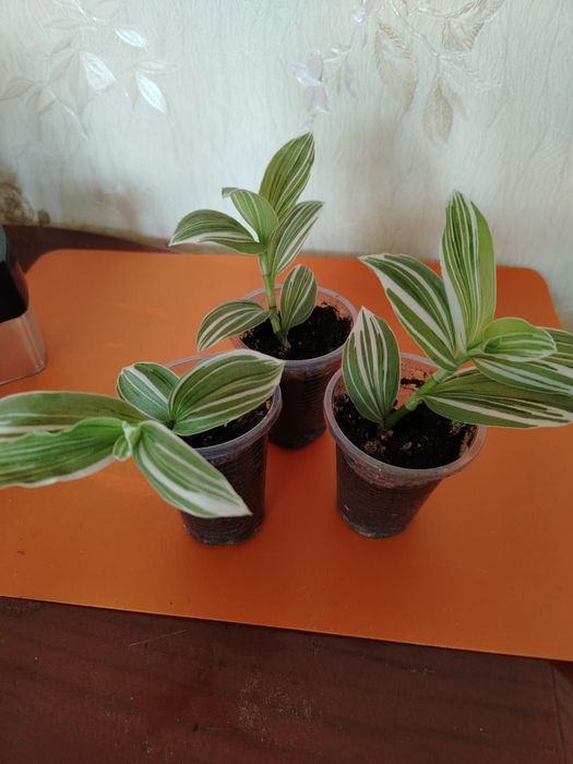 Продам комнатный цвет