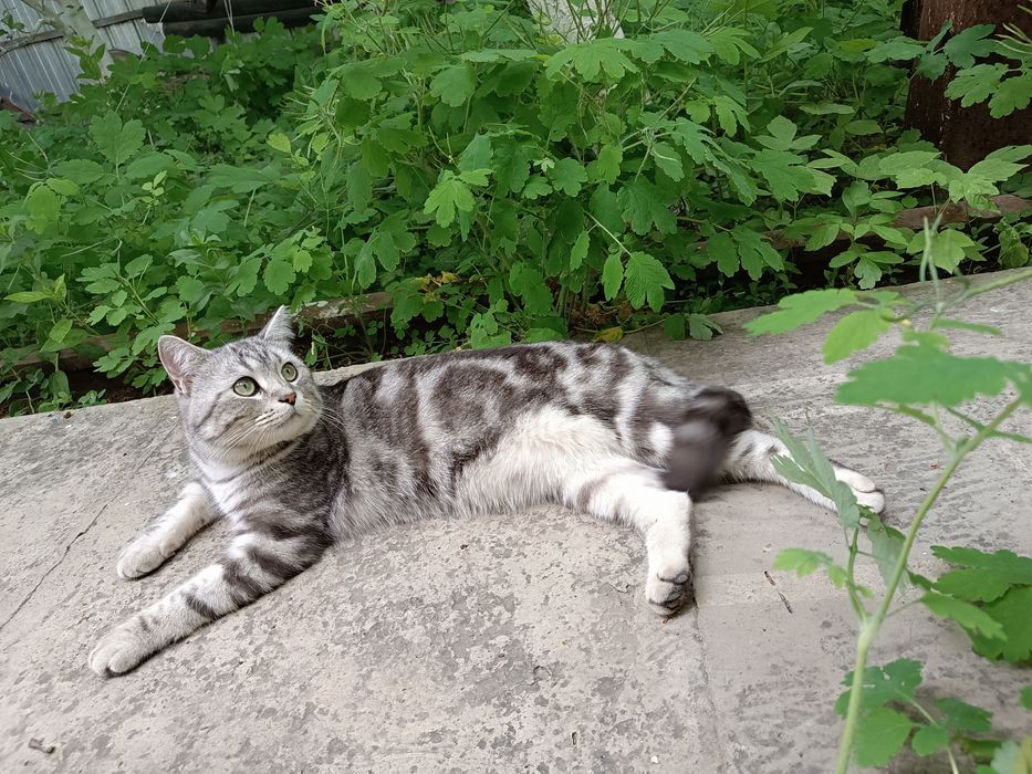 Потерялся кот Мася