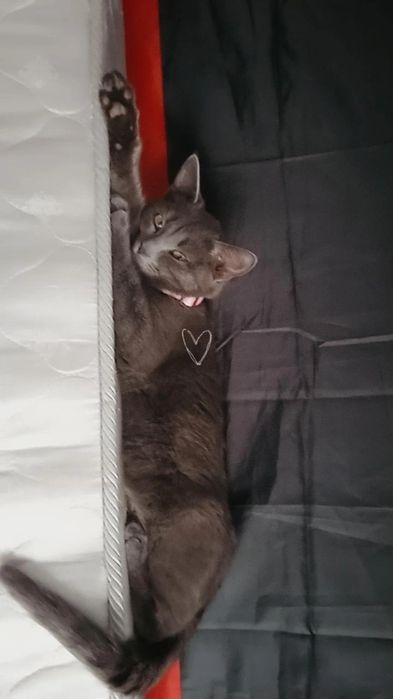Отдам 2 очаровательных кошечек