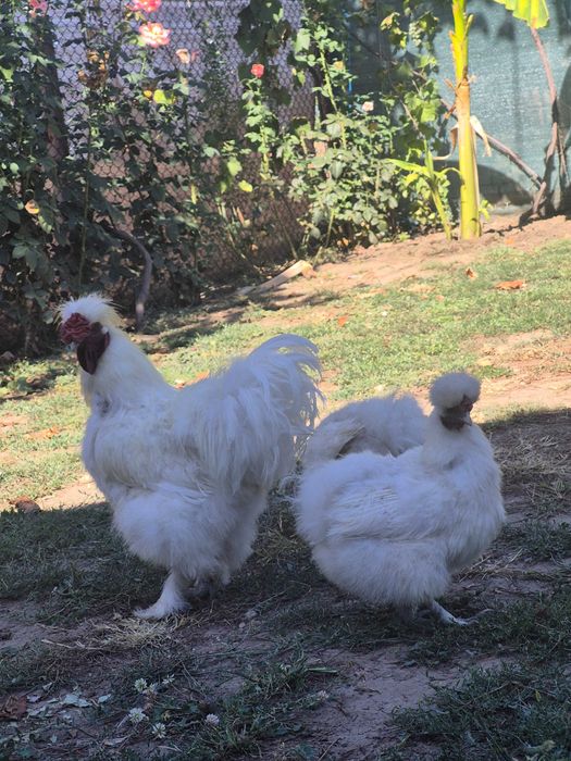 Pasari găini japoneza