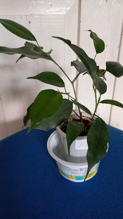 Цветы  комнатные