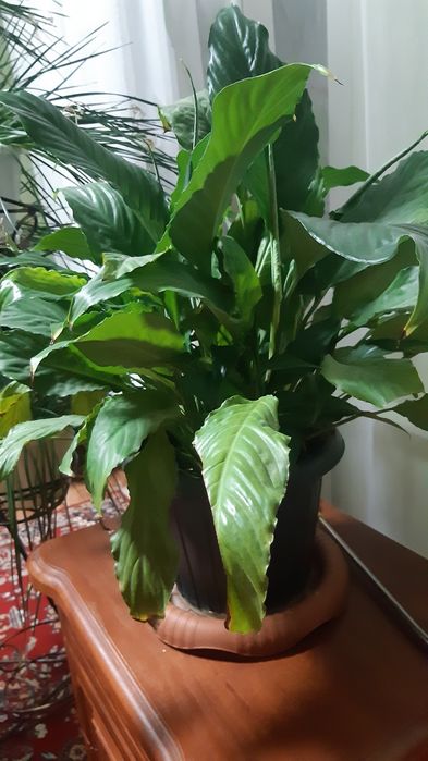 Женское счастье красивый цветок