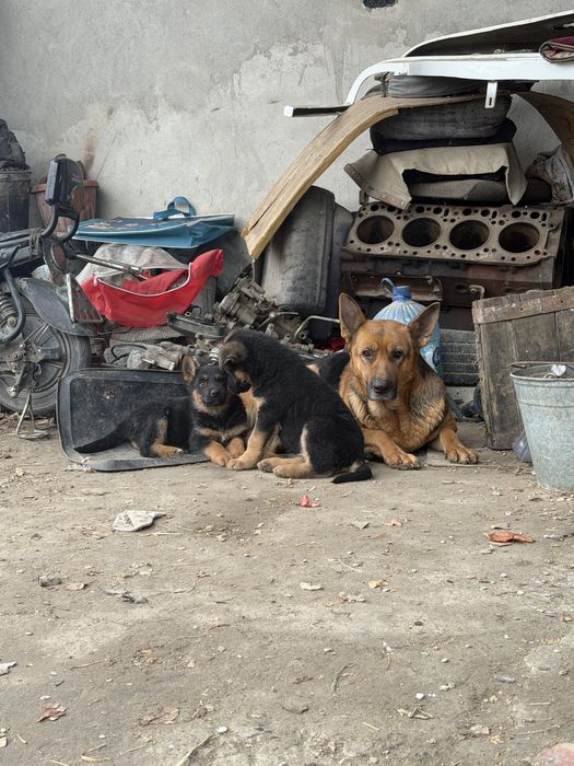 Nemetiskiy afcharka bollari sotildi. 2 oylik