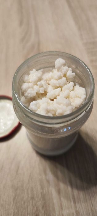 Granule de kefir „tibetan" — cultură vie, activa