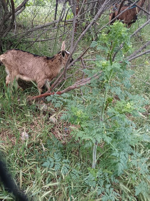Vând tap 6 luni și jumătate