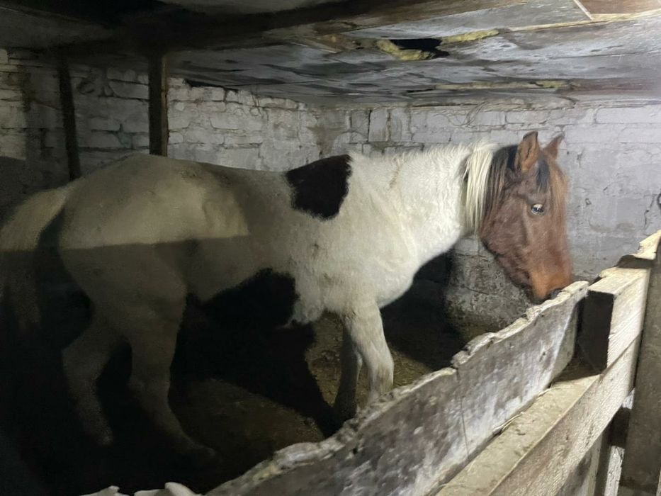 Бие Сатылады буаз