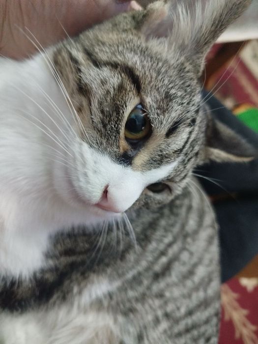 Отдам кошку бесплатно мальчик