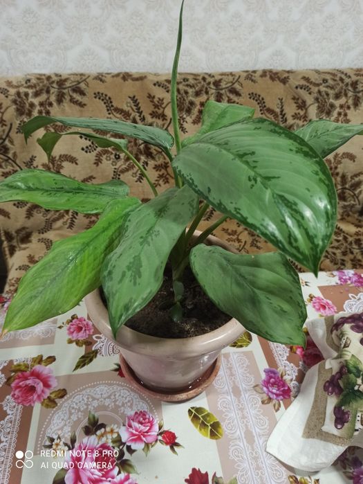 Продается аглаонема